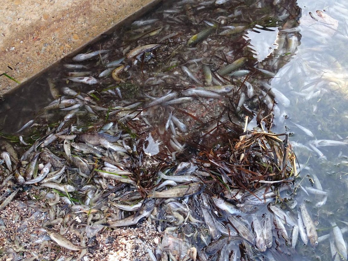 Las duras imágenes de la catástrofe ambiental del mar Menor