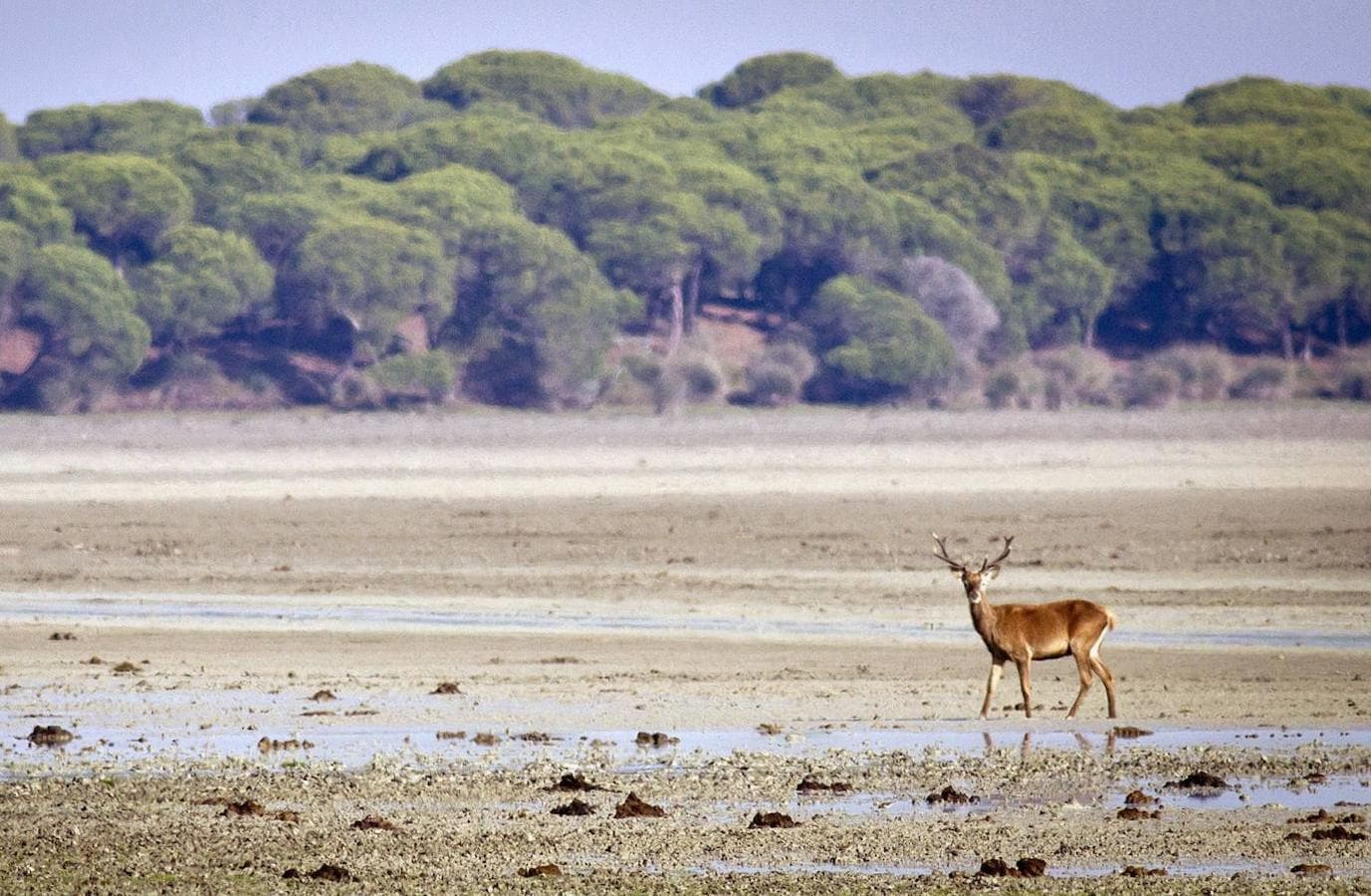 Un ciervo paseando por la marismas del Parque Nacional de Doñana. 