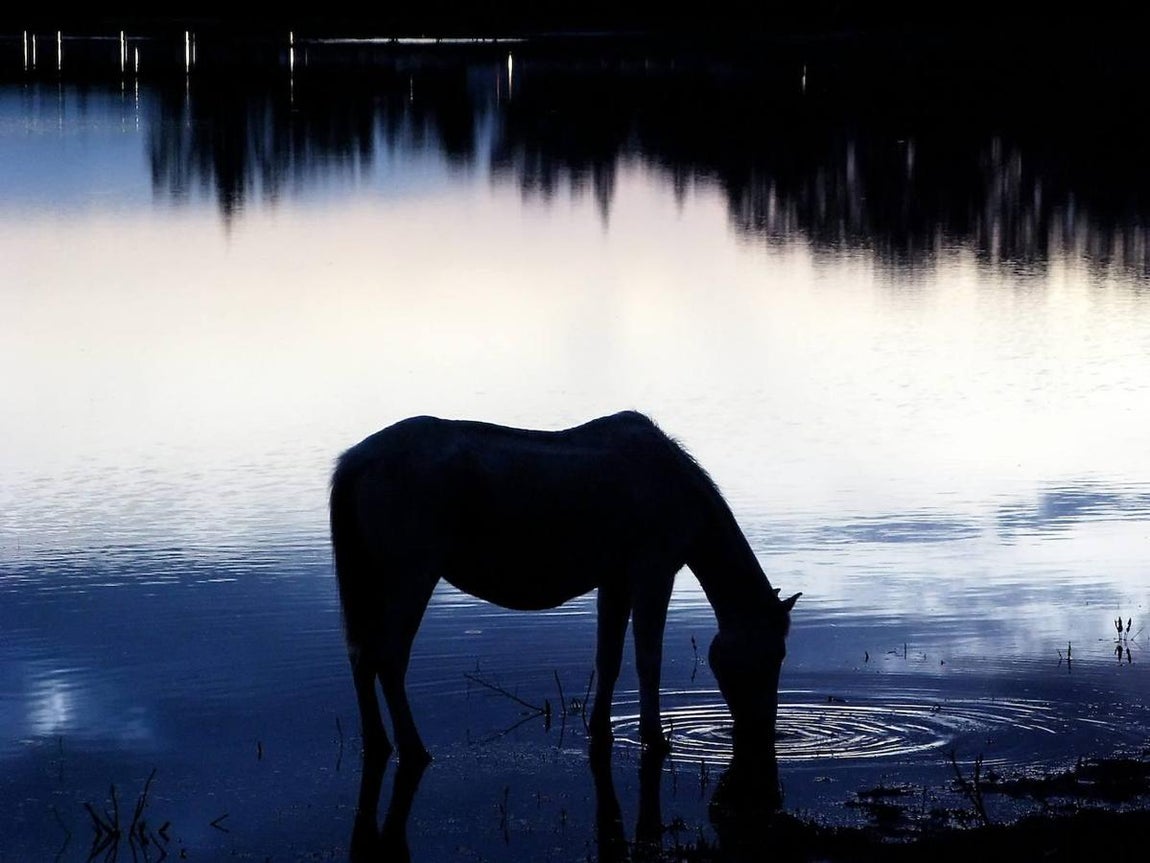 Los humedales son una fuente de vida en Doñana y abastecen a todo tipo de animales que habitan el Parque Nacional. 