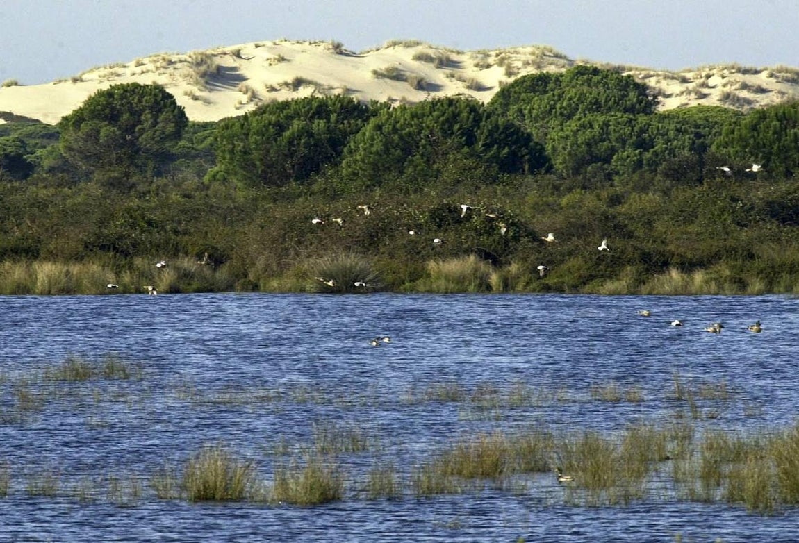 Uno de los humedales del Parque Nacional de Doñana. 