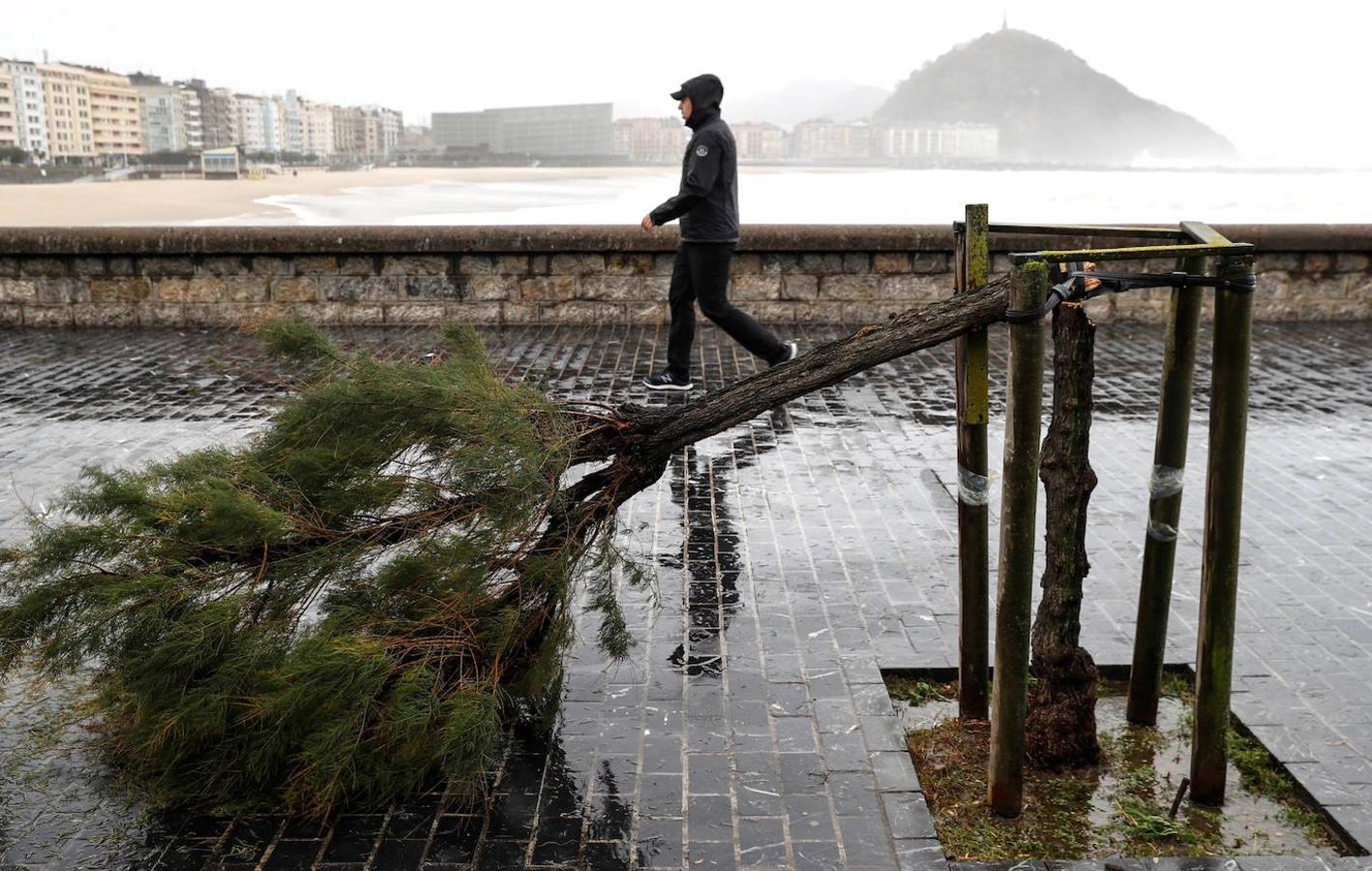 Un hombre pasa junto a un arbol roto por los fuertes rachas de viento junto a la playa de la Zurriola de San Sebastián. 