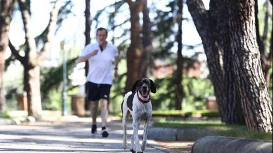 Rico, el pointer inglés que hacía footing con Rajoy. Era habitual ver al expresidente del Gobierno Mariano Rajoy corriendo con su pointer inglés. Incluso lo llegó a presentar a través de las redes sociales en 2015: «Un animal lleno de alegría y bondad al que le encanta la gente»