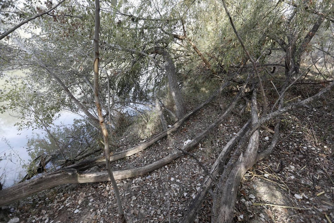 El lamentable estado del río en Córdoba, en imágenes