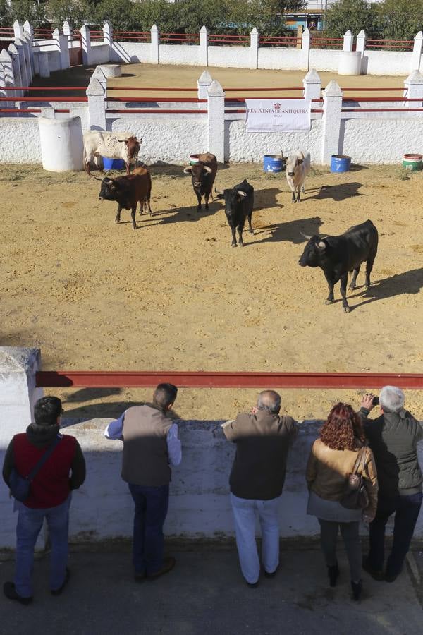 La Escuela Taurina de Sevilla celebra sus bodas de plata