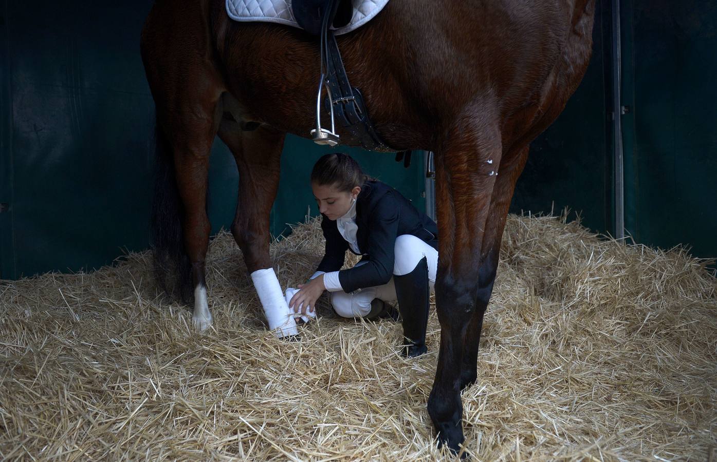 El campeonato del mundo del caballo de Pura Raza Española en SICAB 2019 (I)