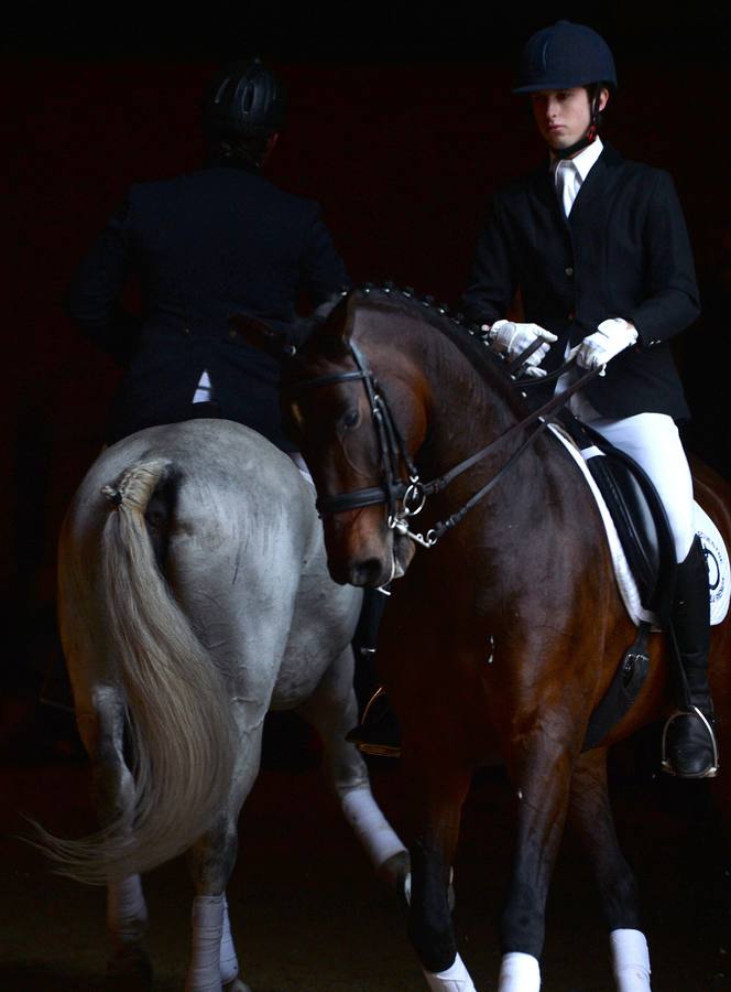 El campeonato del mundo del caballo de Pura Raza Española en SICAB 2019 (I)