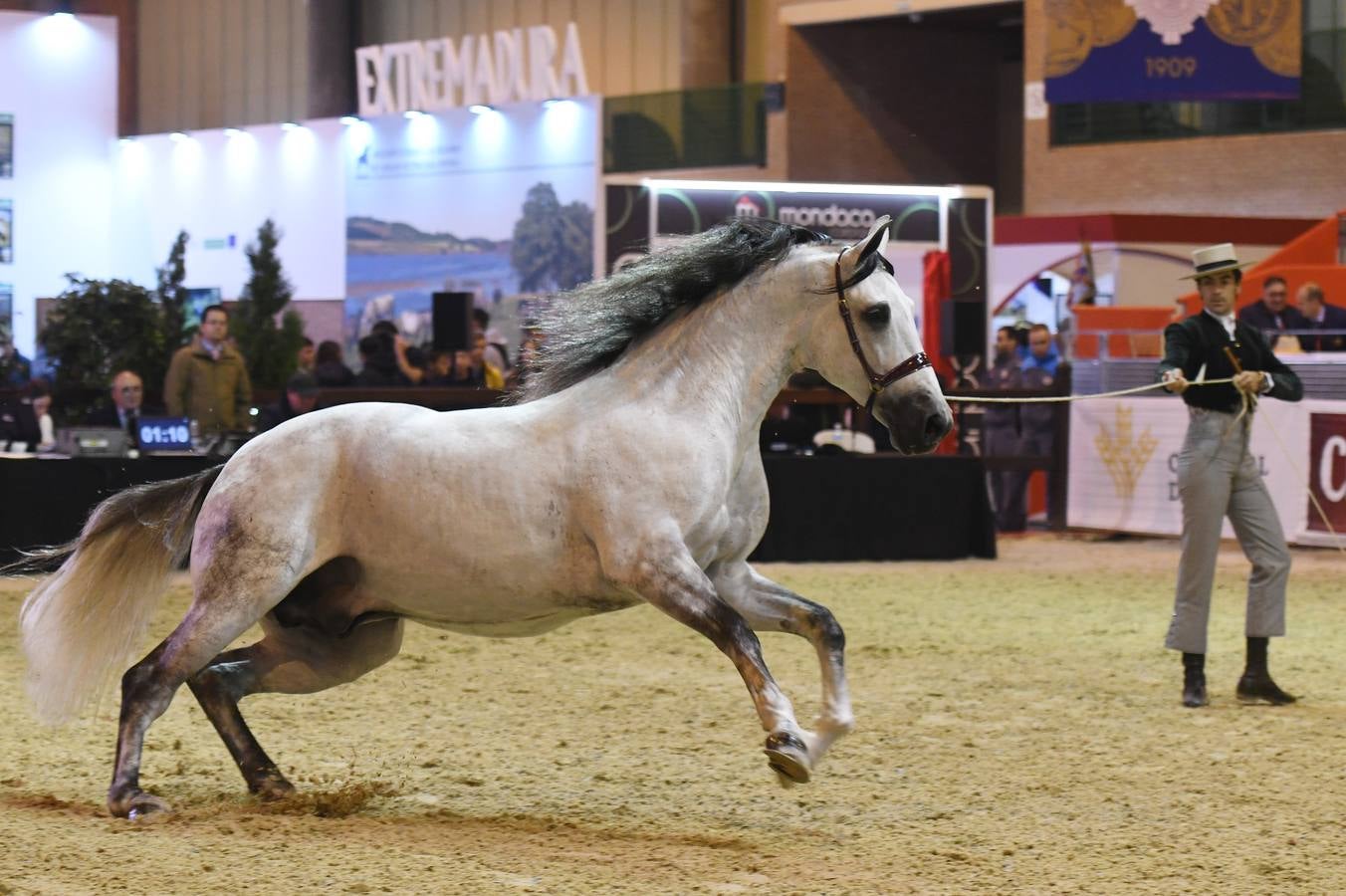 El campeonato del mundo del caballo de Pura Raza Española en SICAB 2019 (I)