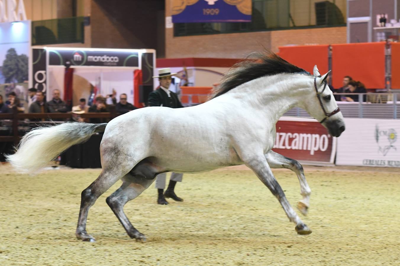 El campeonato del mundo del caballo de Pura Raza Española en SICAB 2019 (I)