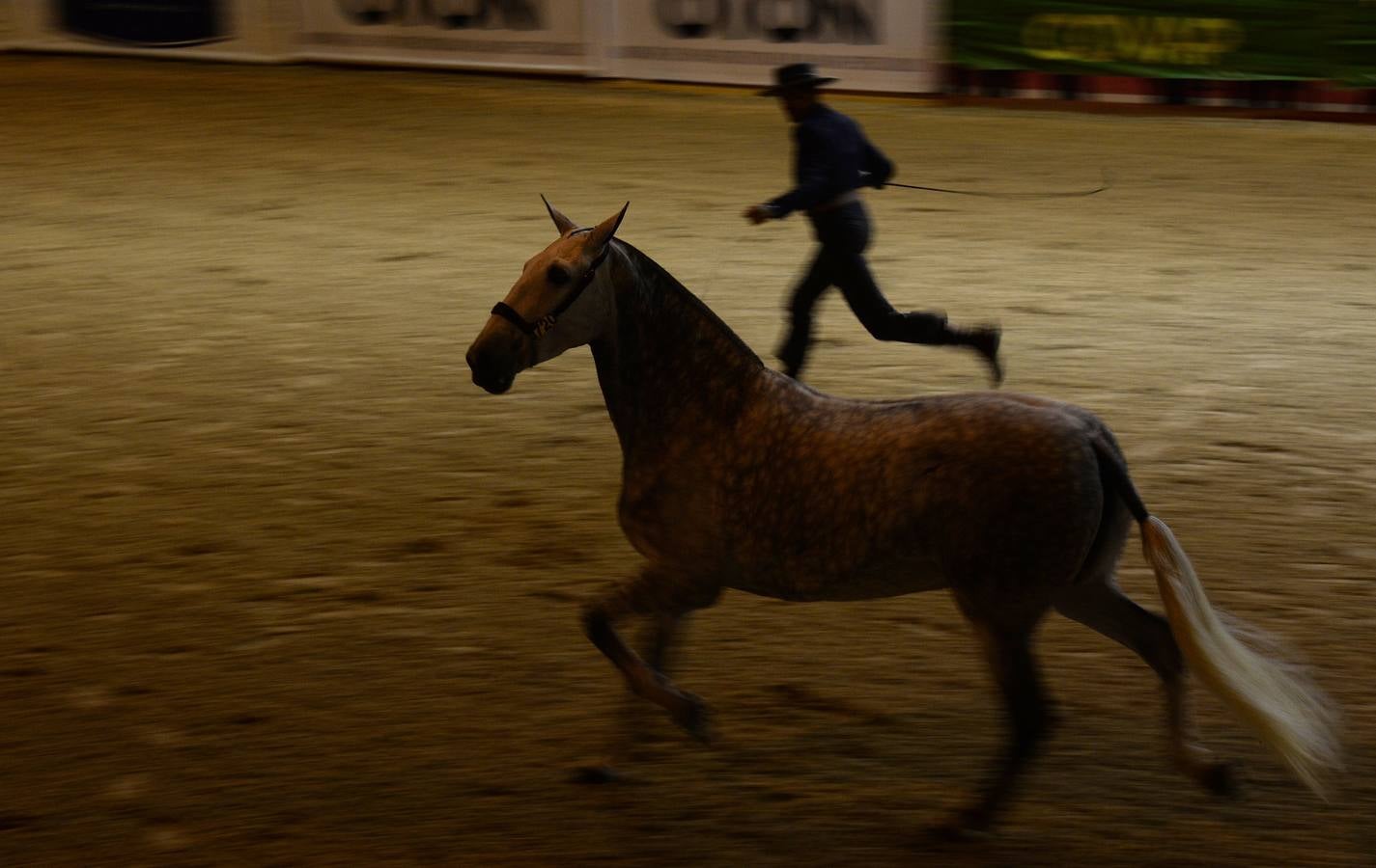 El campeonato del mundo del caballo de Pura Raza Española en SICAB 2019 (I)