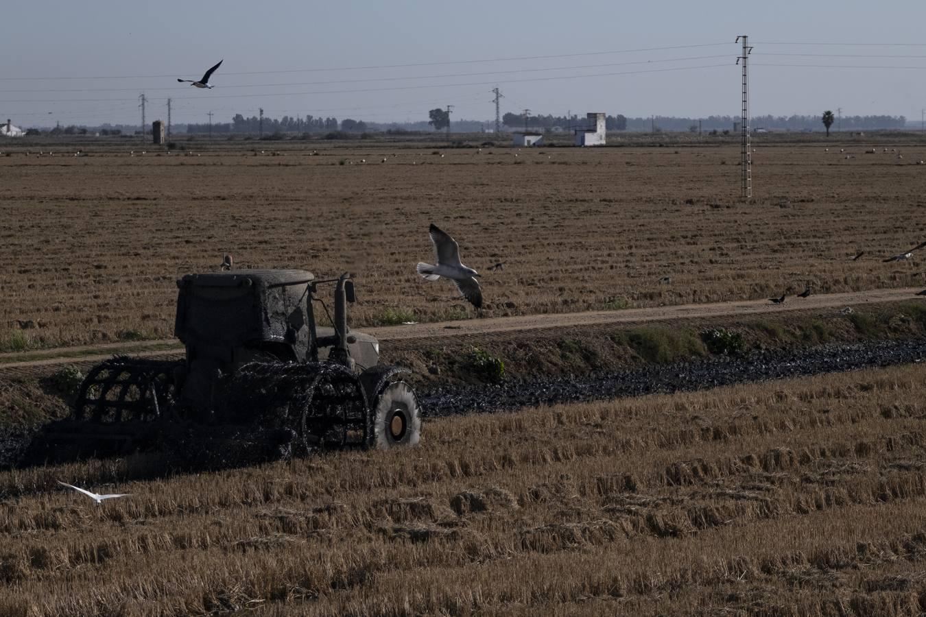 Los campos de arroz, hogar para las aves de Doñana