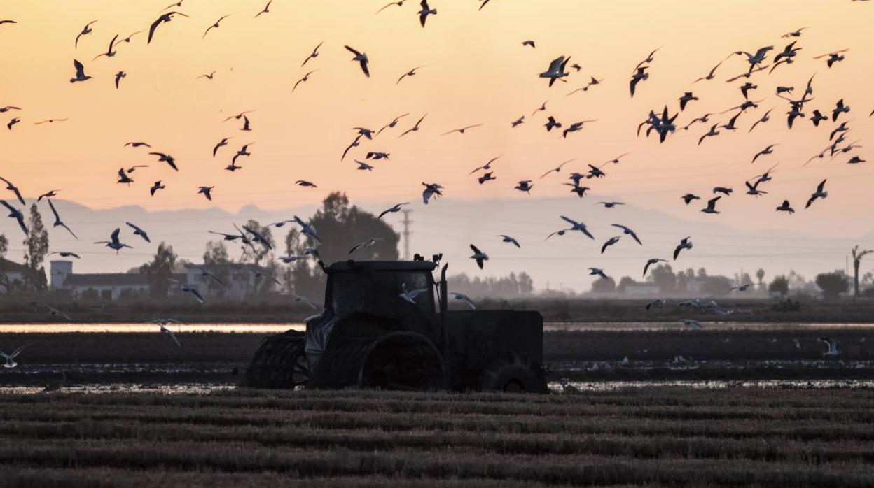 Los campos de arroz, hogar para las aves de Doñana