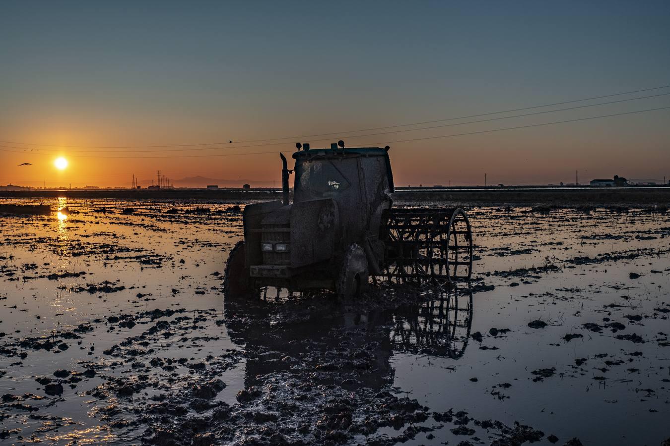 Los campos de arroz, hogar para las aves de Doñana