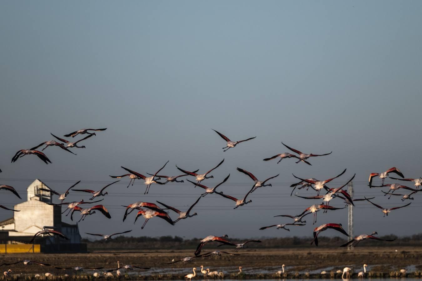 Los campos de arroz, hogar para las aves de Doñana