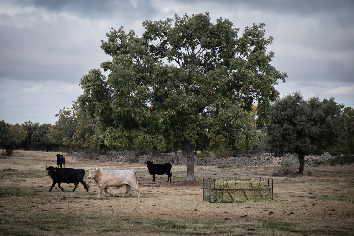 Las actividades agrícolas y ganaderas son las primeras que están sufriendo los efectos de la falta de precipitaciones. 