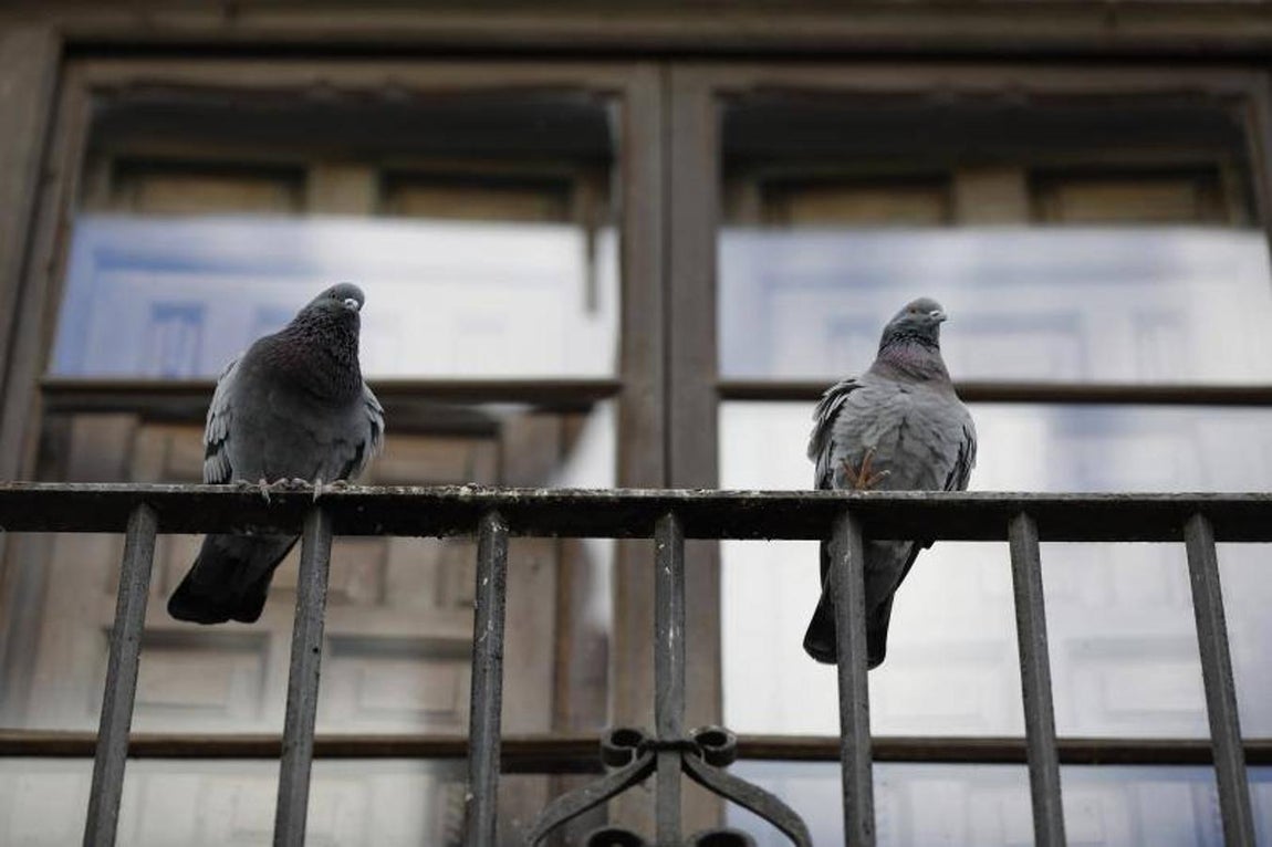 La calle Cabezas de Córdoba, en imágenes