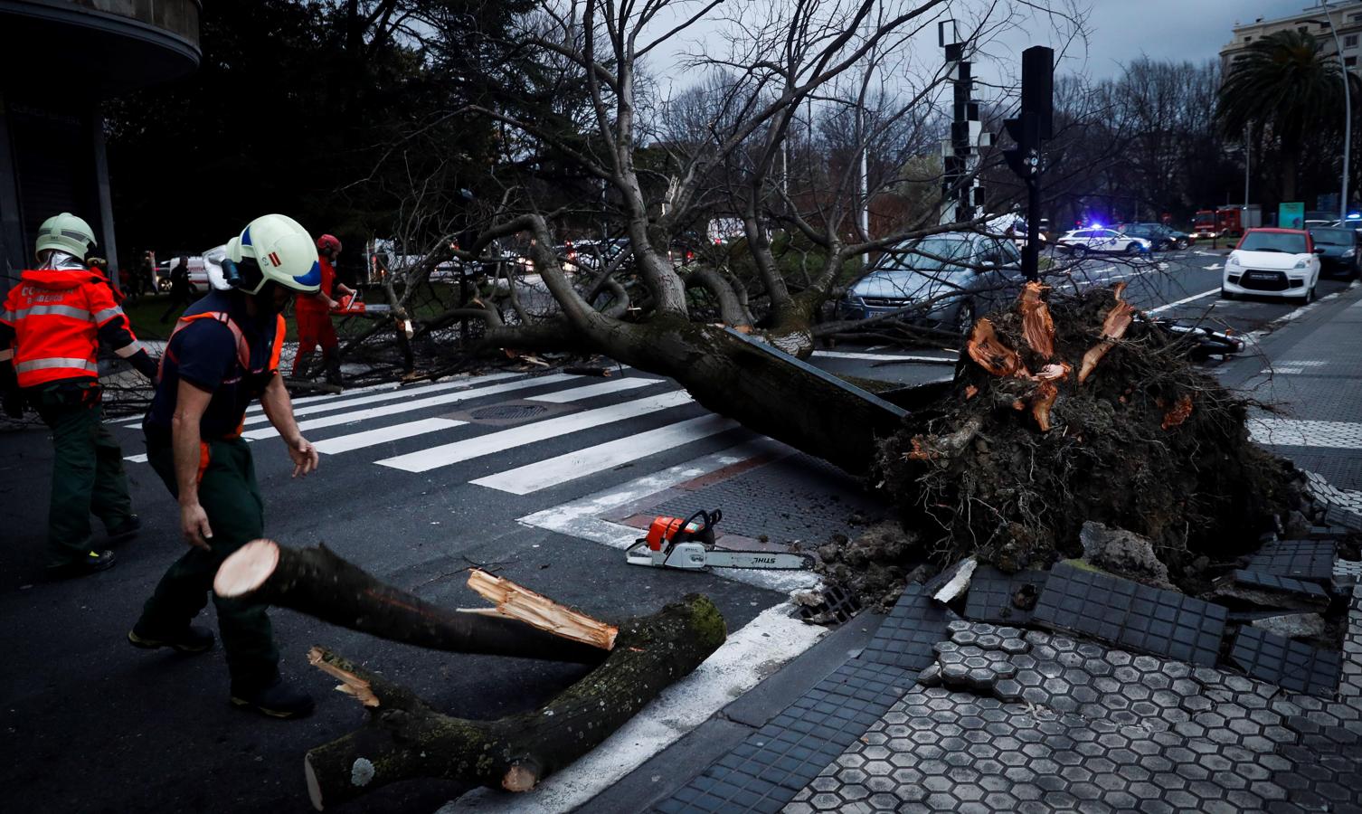 n árbol ha caído sobre un coche este viernes en la calle Easo. 