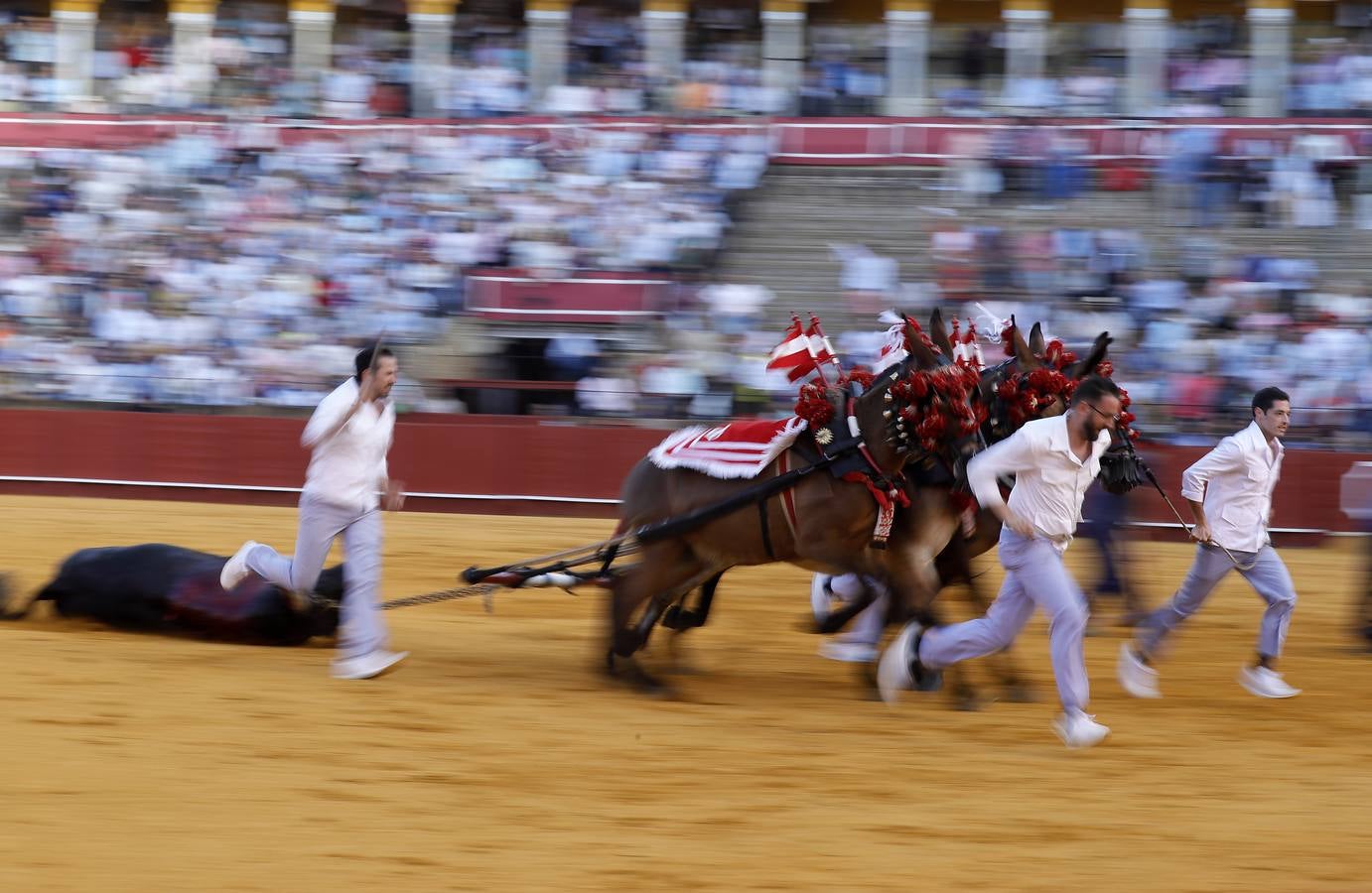 Corrida en la Real Maestranza de Sevilla