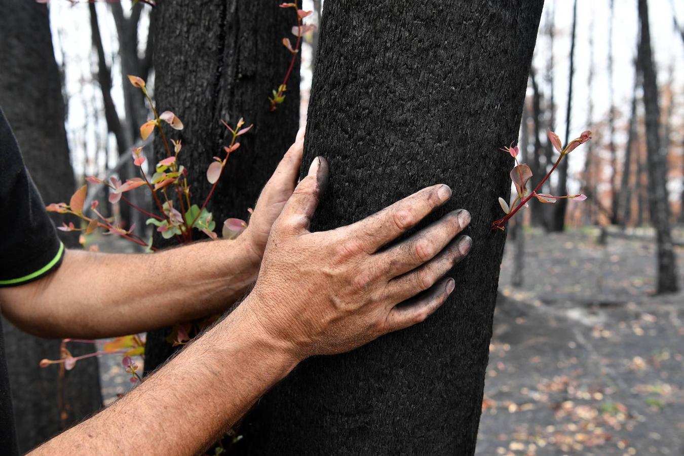 Así se abre la vida en los bosques de Australia tras los incendios