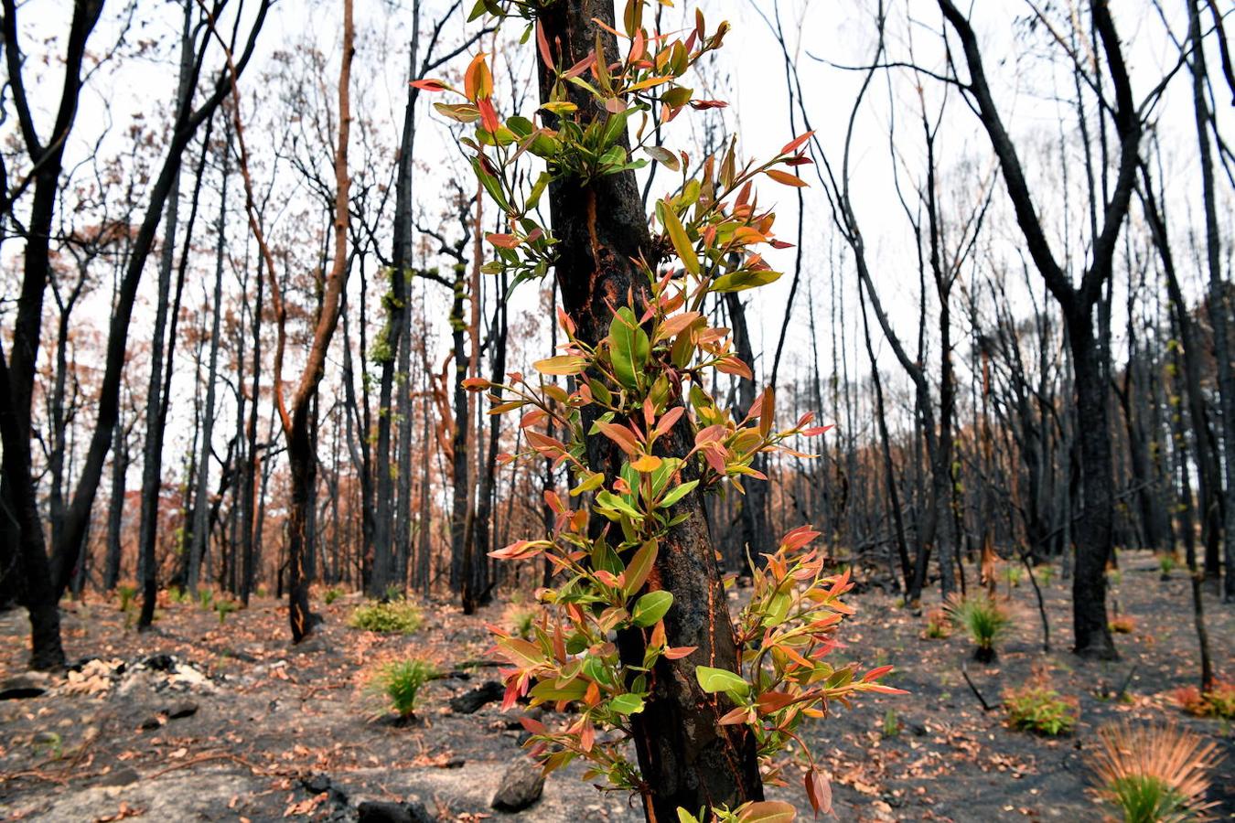 Así se abre la vida en los bosques de Australia tras los incendios