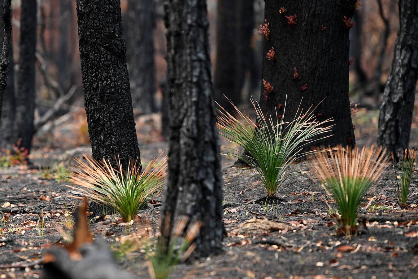 Así se abre la vida en los bosques de Australia tras los incendios