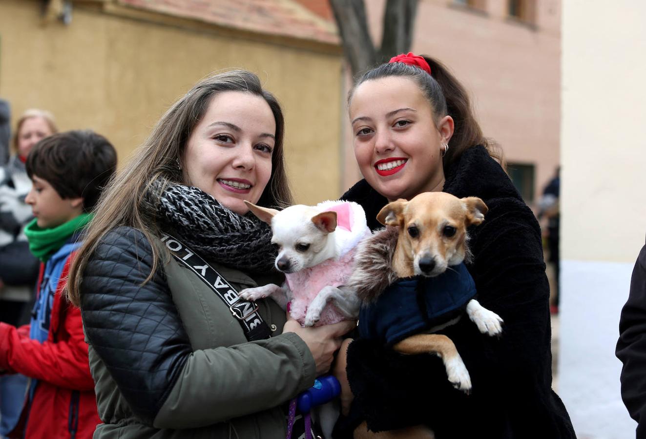 En imágenes: las mascotas de Toledo se rinden a San Antón