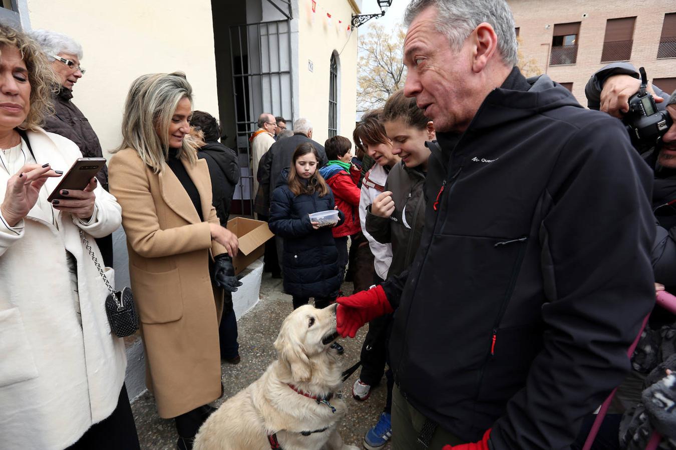 En imágenes: las mascotas de Toledo se rinden a San Antón