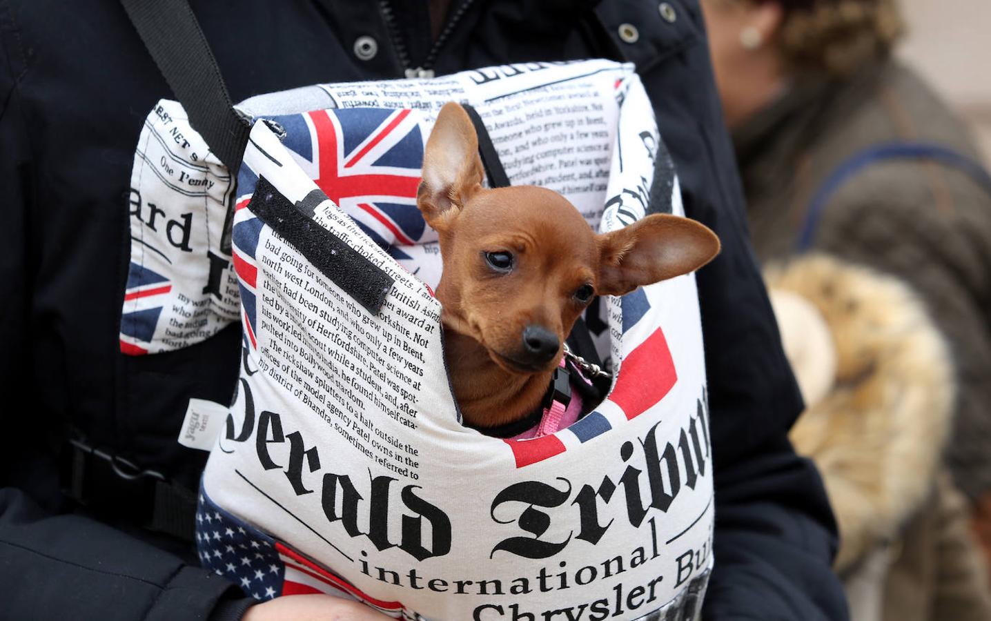 En imágenes: las mascotas de Toledo se rinden a San Antón