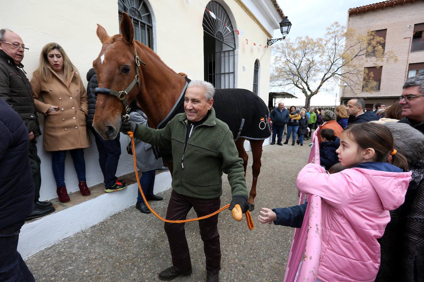 En imágenes: las mascotas de Toledo se rinden a San Antón