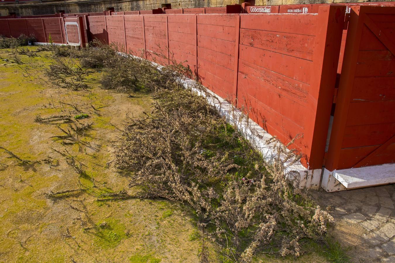 En imágenes, el expolio y el vandalismo arruinan la plaza de toros de Espartinas