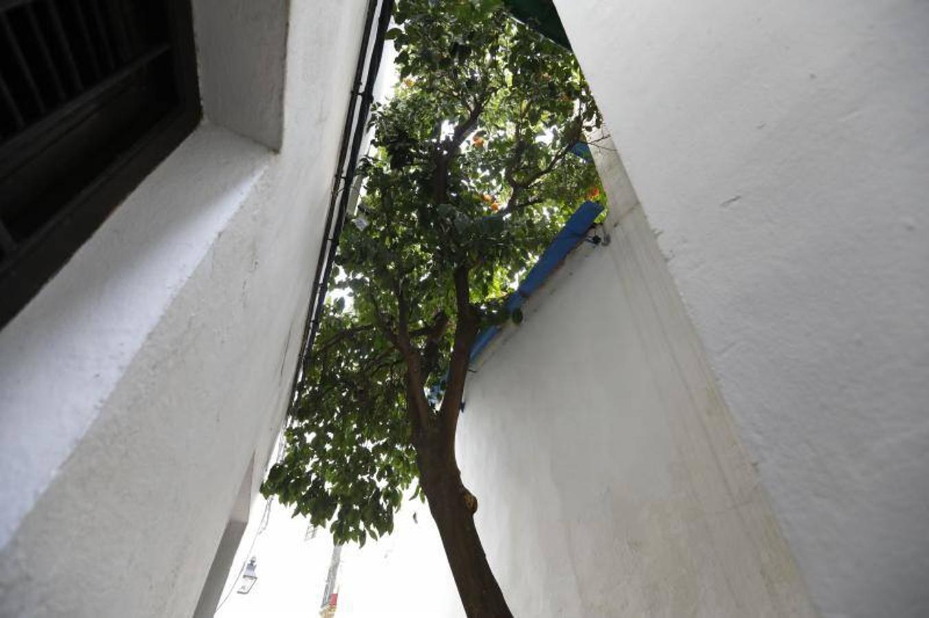 La calleja del Pañuelo de Córdoba, en imágenes