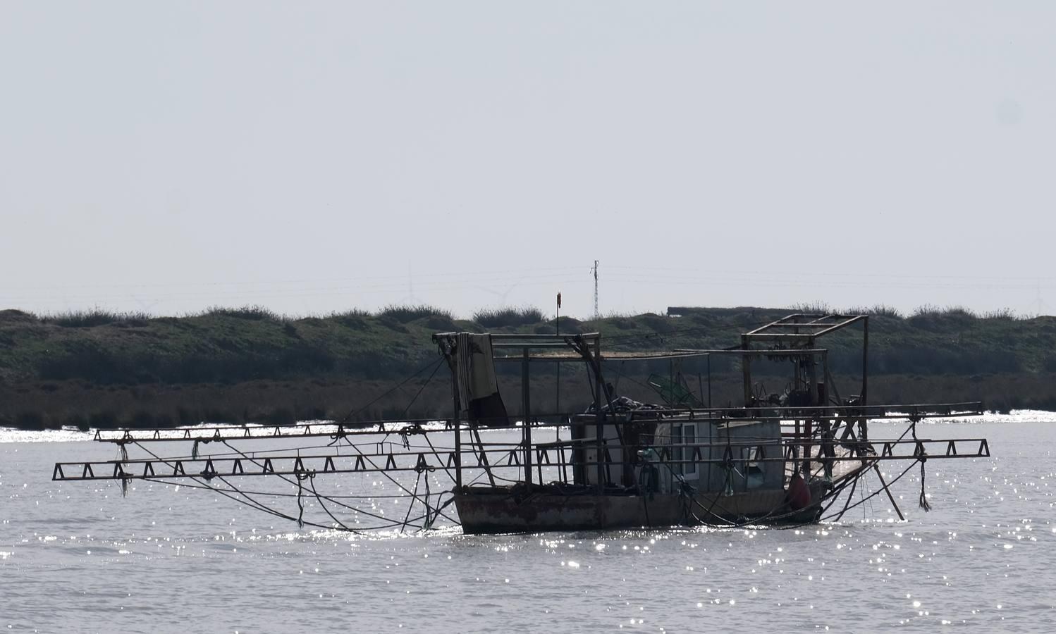 FOTOS: Golpe de la Guardia Civil a la pesca ilegal de angulas en el Guadalquivir