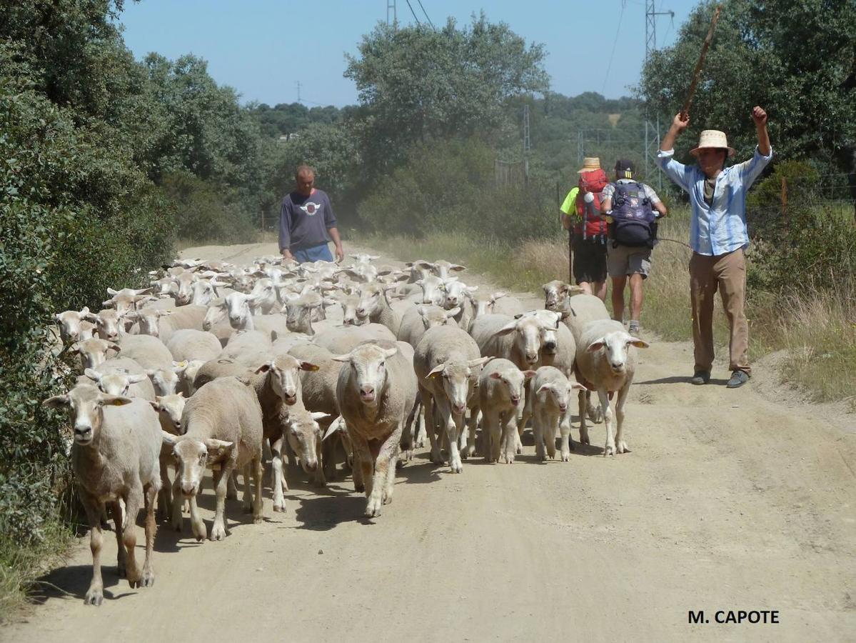 El Camino Mozárabe de Córdoba, en imágenes