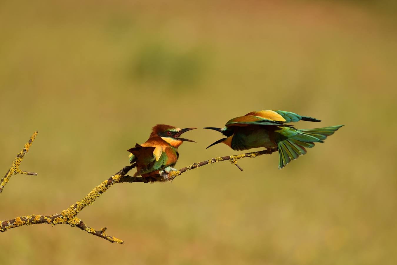 Impresionantes imágenes del corazón de Doñana