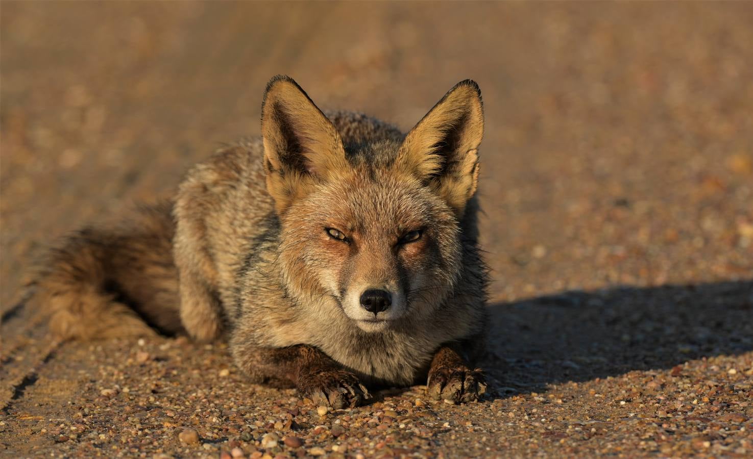 Impresionantes imágenes del corazón de Doñana