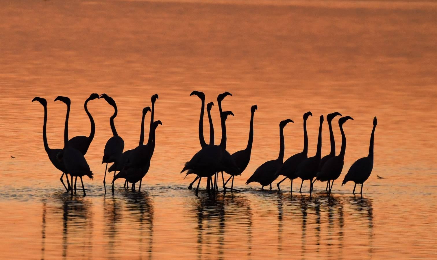 Impresionantes imágenes del corazón de Doñana