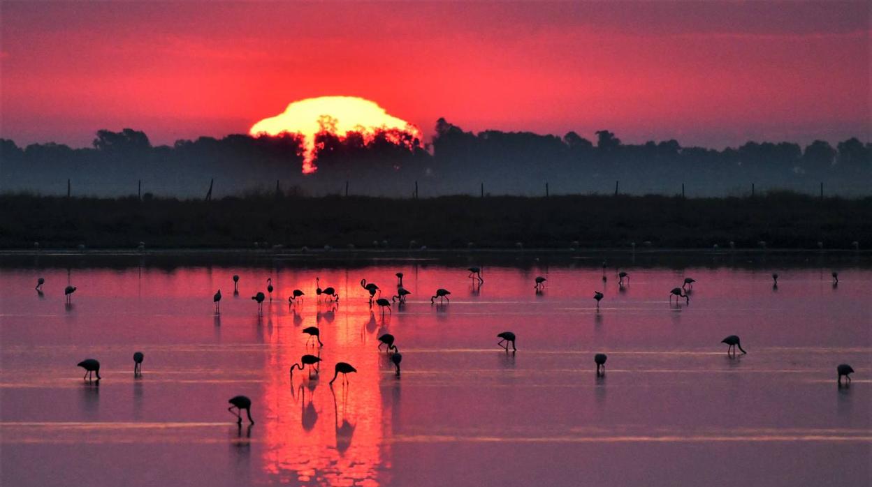 Impresionantes imágenes del corazón de Doñana