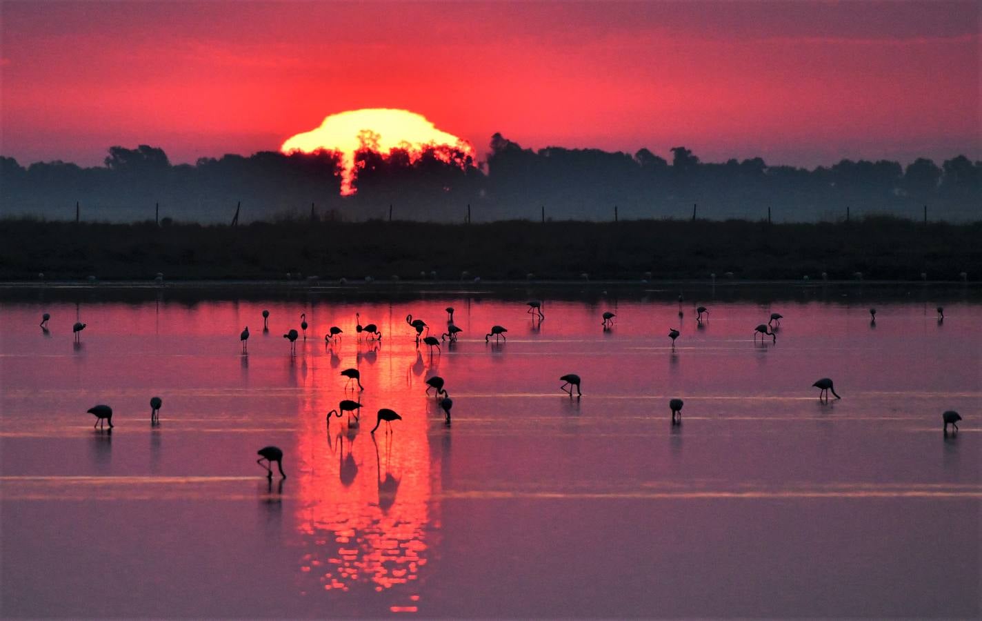 Impresionantes imágenes del corazón de Doñana