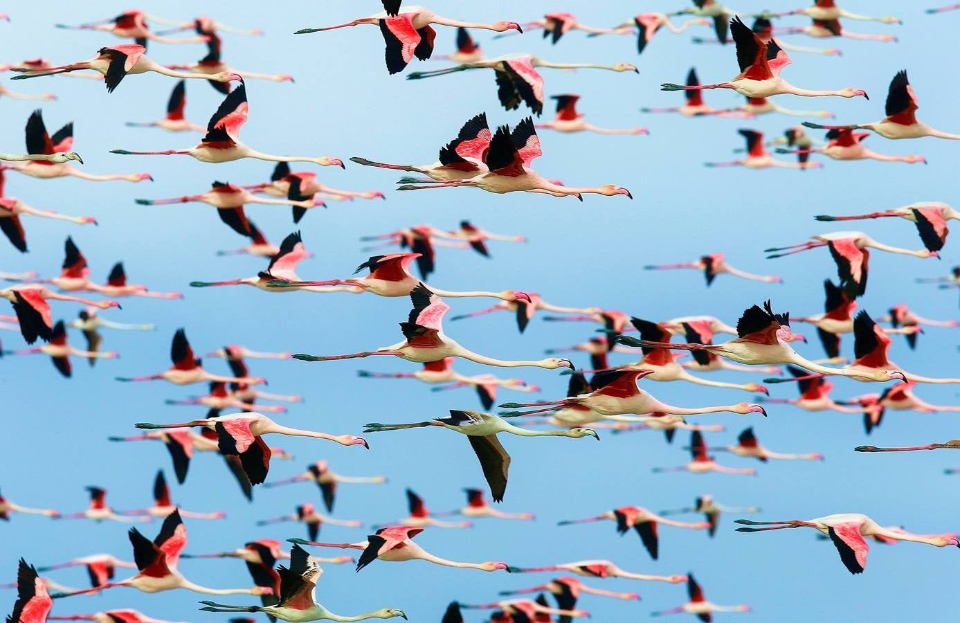 Impresionantes imágenes del corazón de Doñana