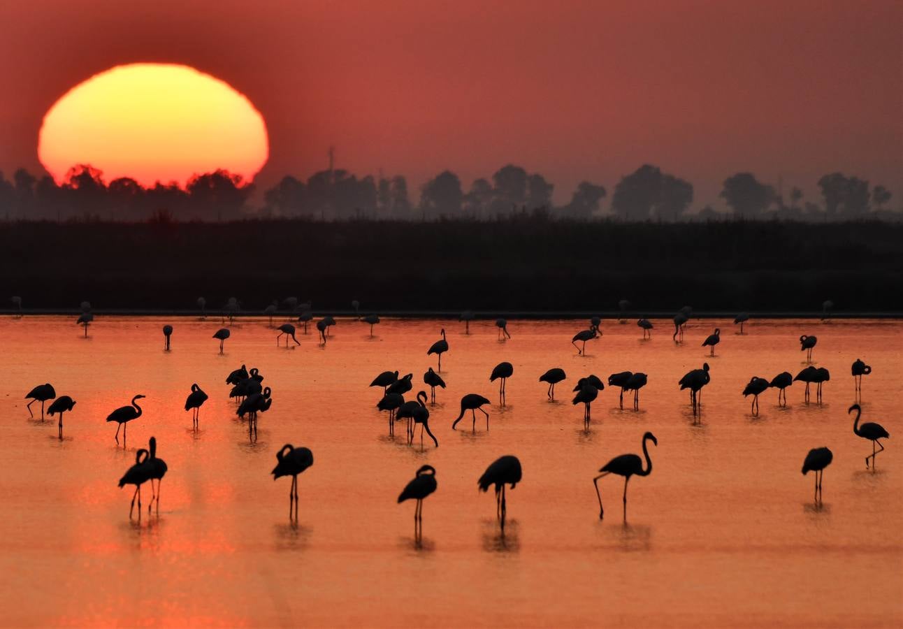 Impresionantes imágenes del corazón de Doñana