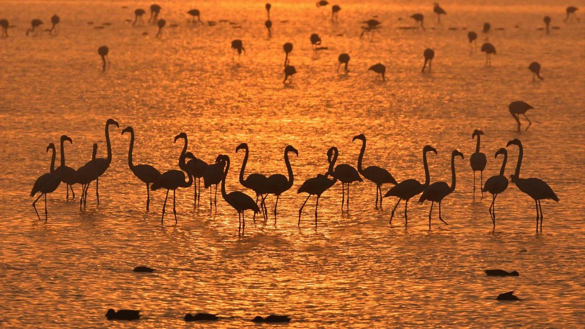 Impresionantes imágenes del corazón de Doñana