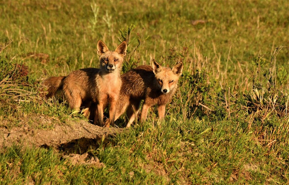 Impresionantes imágenes del corazón de Doñana