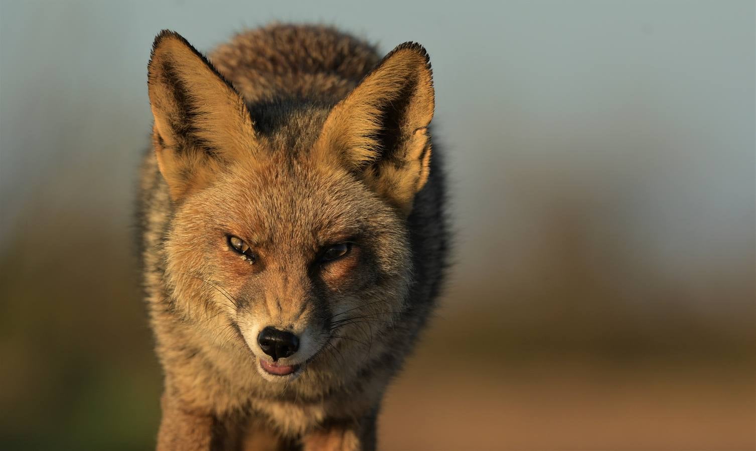 Impresionantes imágenes del corazón de Doñana