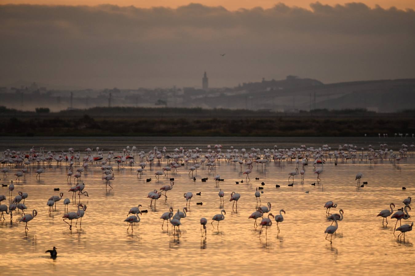 Impresionantes imágenes del corazón de Doñana