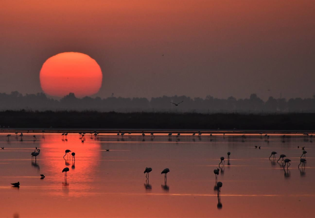 Impresionantes imágenes del corazón de Doñana