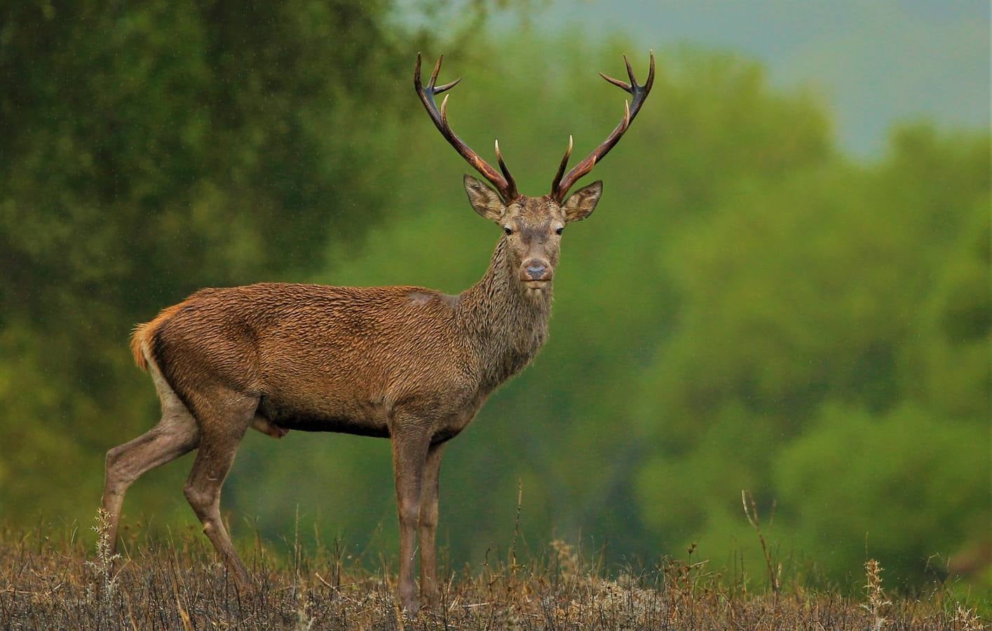 Impresionantes imágenes del corazón de Doñana