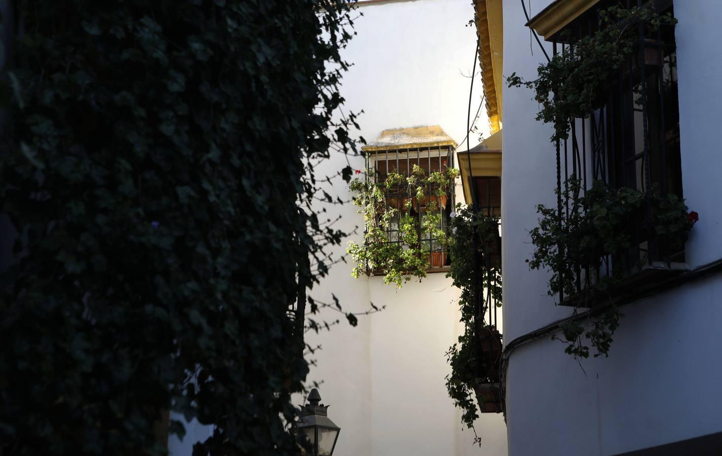 La calle Romero de Torres en Córdoba, en imágenes