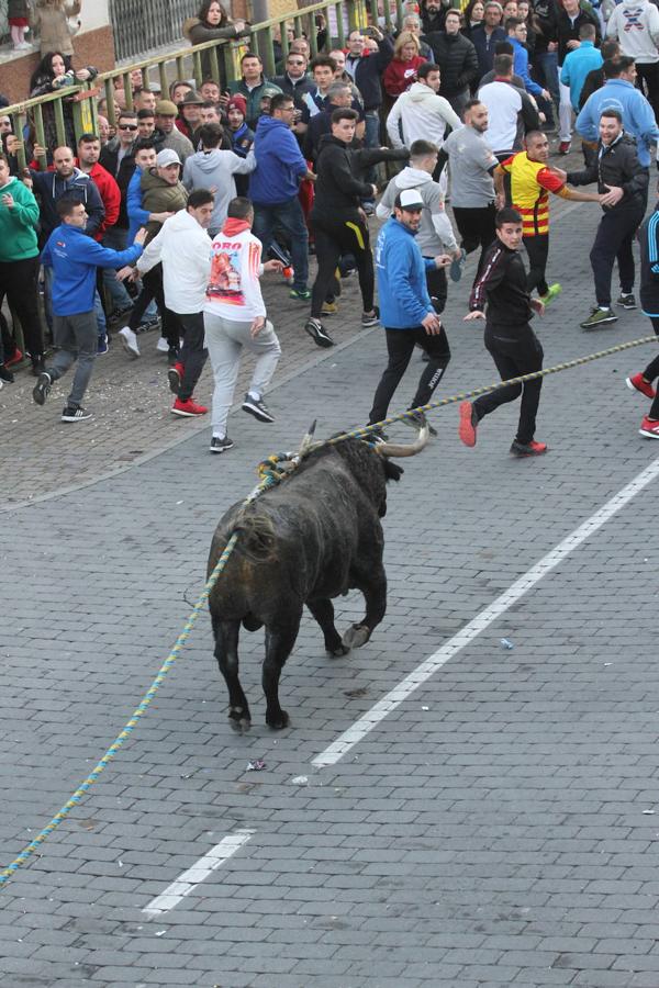 El toro enmaromado de San Blas