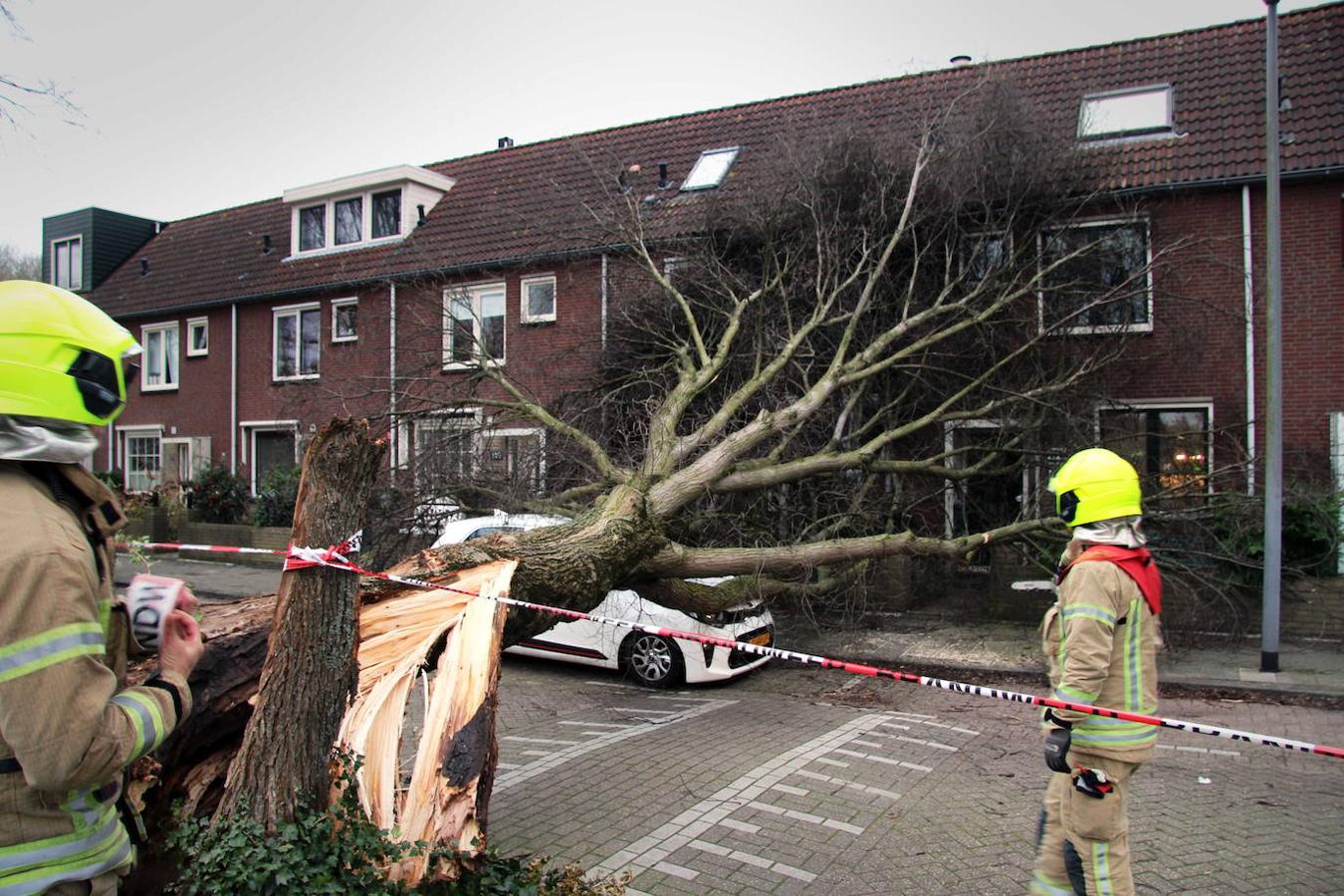 Los bomberos retiran un árbol que ha caído sobre un coche en Róterdam (Países Bajos). 