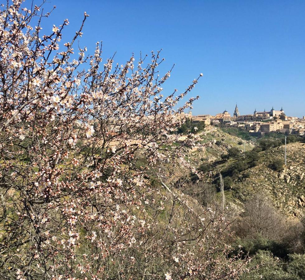 En imágenes: los almendros en flor del Valle de Toledo