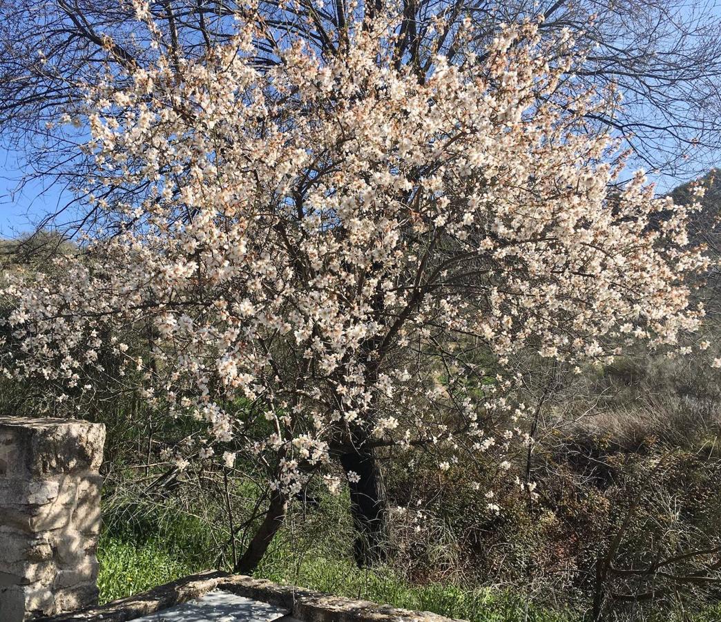 En imágenes: los almendros en flor del Valle de Toledo